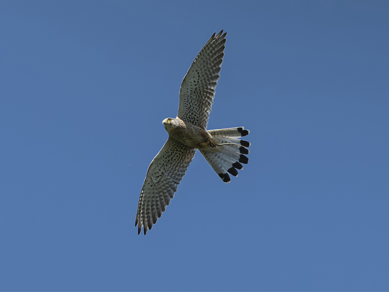 Rapace da identificare:  Gheppio (Falco tinnunculus), maschio